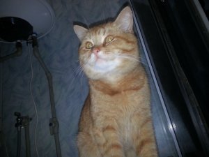 Наши кошки