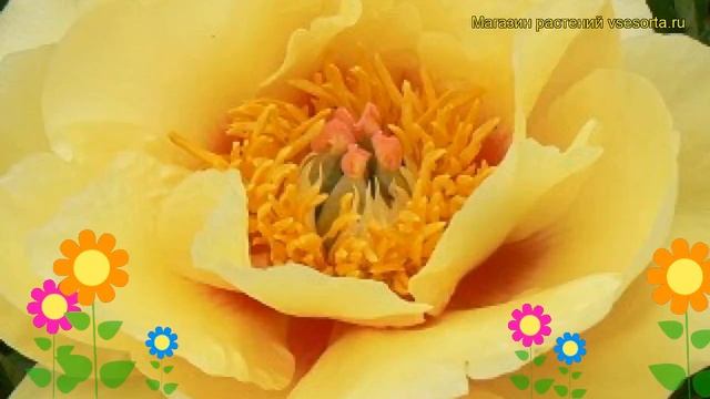 Пион ито Сонома Мандей. Краткий обзор, описание характеристик paeonia itoh Sonoma Monday смотреть онлайн