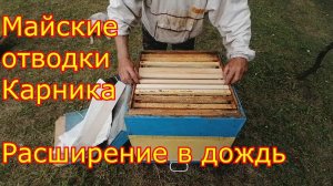 Майские отводки Карника F1, расширяем в дождь