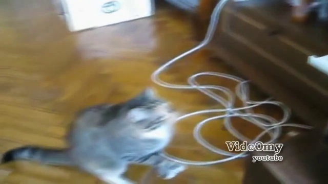 Cat compilation (2013 - 1st) подборка котов (2013 - 1я часть) смотреть онлайн