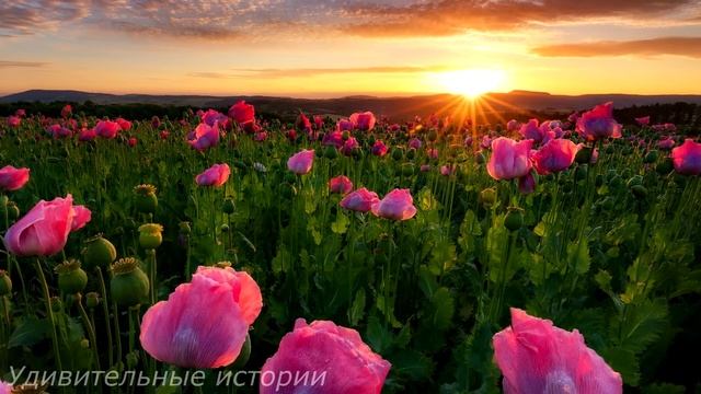 "Твоё место за решёткой" - усмехалась любовница мужа, когда Таню уводил конвой из сала суда... смотреть онлайн