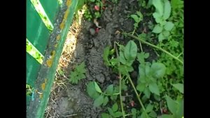 Как избавиться от сныти!
