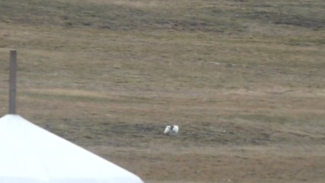 Arctic Fox, Vulpes l. lagopus, Longyearbyen, Spitsbergen, Svalbard, Norway, 19 June 2015 (3/3) смотреть онлайн