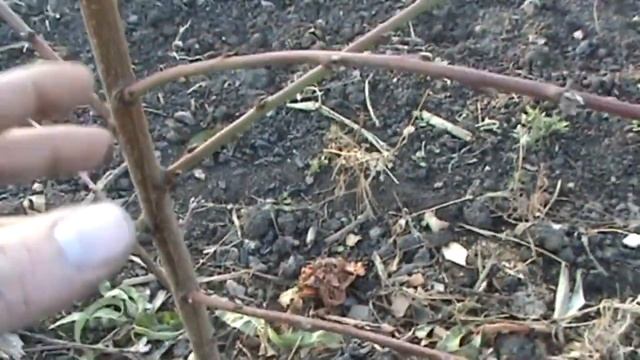 Выращивание персиков. Обрезка, защита от болезней и низких температур + обзор сорта Киевский Ранний смотреть онлайн