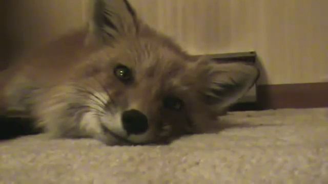 Урчит как кошка хD смотреть онлайн