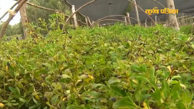 आम्दानीको राम्रो माध्ययम बन्न सक्छ स्टेभिया खेती || How to stevia farming || смотреть онлайн