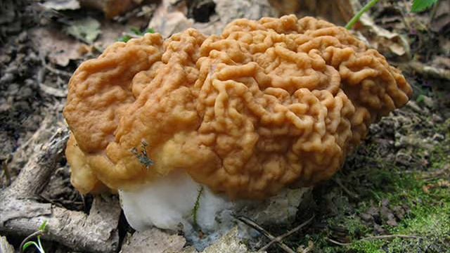 Строчки смотреть онлайн