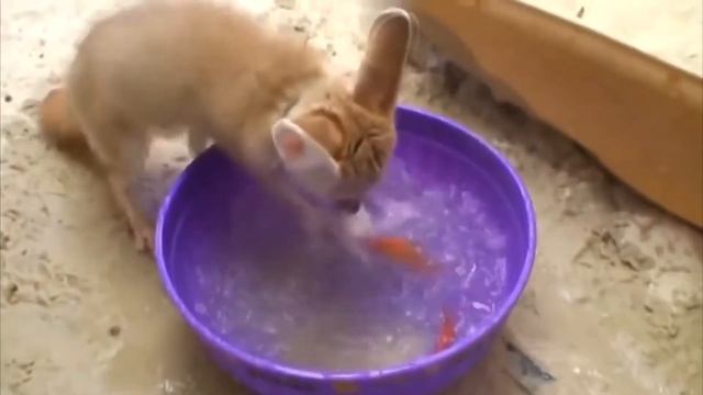 Домашняя лиса фенек гоняет кота / Что творит лисица фенек в доме смотреть онлайн