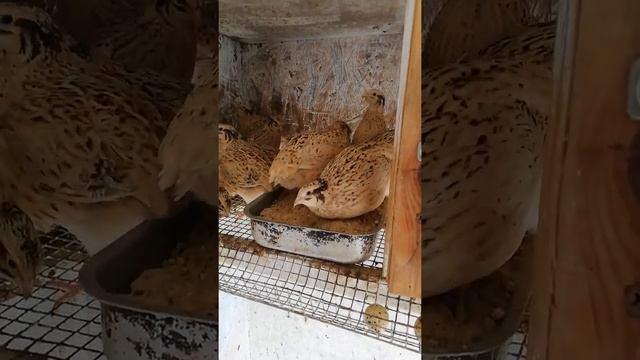 Водопровод на даче,петунии. смотреть онлайн