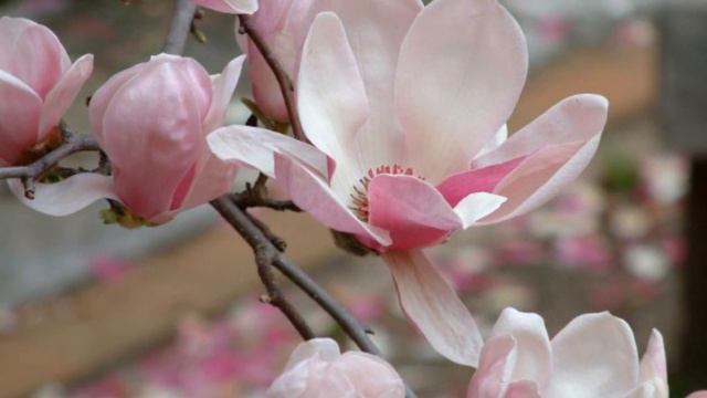 BEETHOVEN - Violin Concerto D Major Op.61 * VIOLIN and MAGNOLIA смотреть онлайн