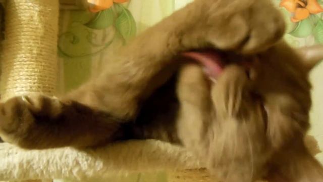 Где и как спят пять котят. смотреть онлайн