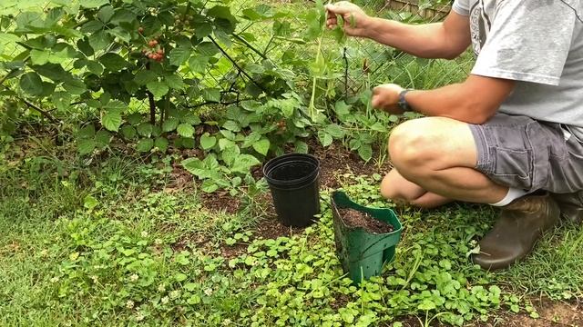 Propagate Thornless Blackberries with 100% success // Rooting Triple Crown Blackberries смотреть онлайн