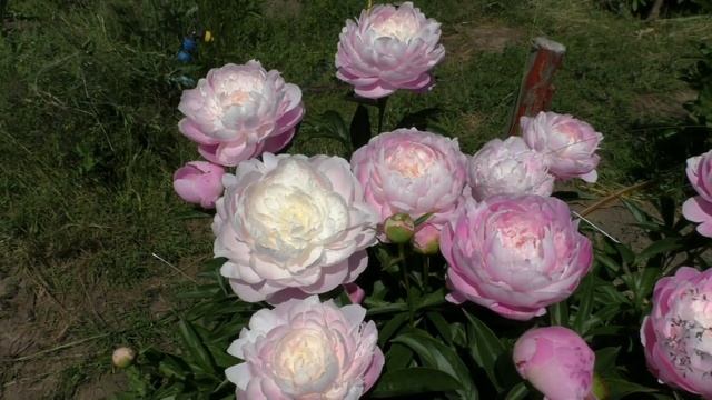 пион Mrs F D Roosevelt смотреть онлайн