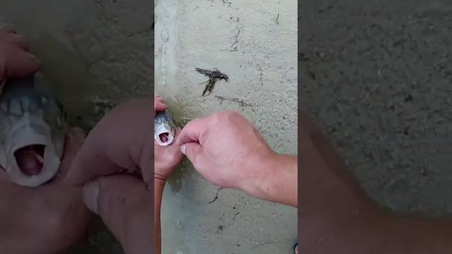 На что клюет Осётр???
Как поймать осетра