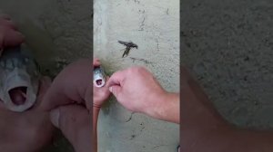 На что клюет Осётр???
Как поймать осетра