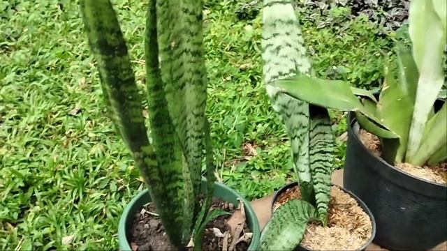 Sansevieria | Dracaena Snake Plants Varieties with names | Country Plants смотреть онлайн