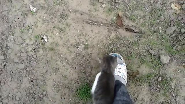 Эта кошка не дает мне прохода 😂😂😂 смотреть онлайн