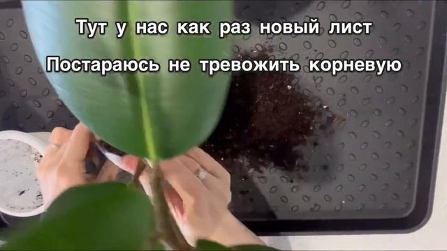 Пересаживаю растения после адаптации (Алоказия Сильвер Драгон, фикус Мелани) смотреть онлайн
