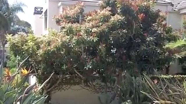 Eriobotrya deflexa - Bronze Loquat смотреть онлайн