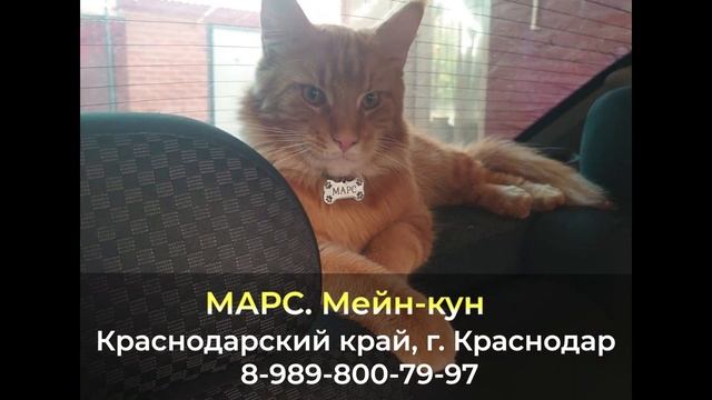 Пропал кот ! МАРС , Мейн-кун , Краснодарский край, г. Краснодар смотреть онлайн