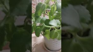 Формировочная обрезка  Плектрантуса или комнатной Мяты.