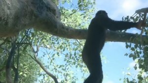 АВСТРАЛОПИТЕК | Кем на Самом Деле был Первый Предок Человека?