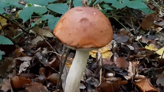 Leccinum albostipitatum, October 2019 смотреть онлайн