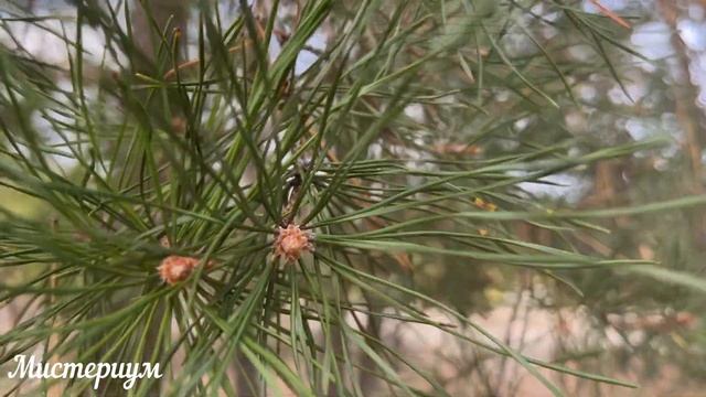 Дни СИЛЫ в ДЕКАБРЕ 2022. Самые благоприятные дни месяца. смотреть онлайн