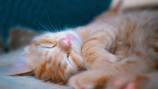 А зачем мне муж, если я и в декрете должна буду деньги зарабатывать смотреть онлайн