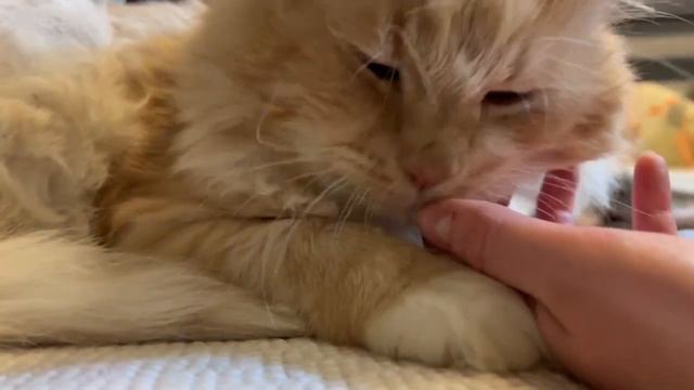 Привет от Валерика, которого поздней осенью оставили на улице. У болели зубы, он не мог есть. смотреть онлайн