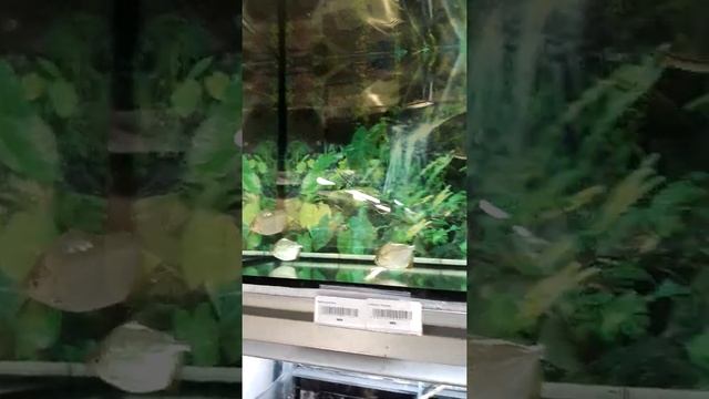 Травоядная Пиранья Метиннис смотреть онлайн