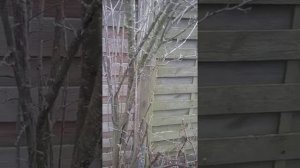 Зачем нужен терновник. Как размножить его и пересадить в лес.