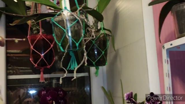 орхидеи😍 о корнях в разных горшках, почему они такие разные? смотреть онлайн