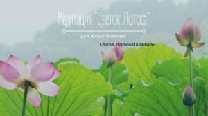 Медитация Цветок Лотоса Сенсей