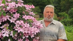 Подкормка клематиса известковым молоком