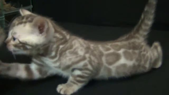 Котята бенгальские