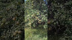 Груша сорт лесная красавица