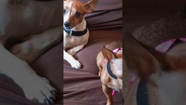 always remember pinscher 🐕 Jack Russell terrier 🐶 смотреть онлайн
