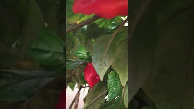 Собираем перчики Джолокия Пурпурный. 9 Февраля 2022 года смотреть онлайн