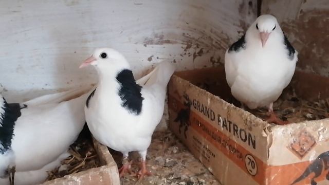 Второй выводок. смотреть онлайн