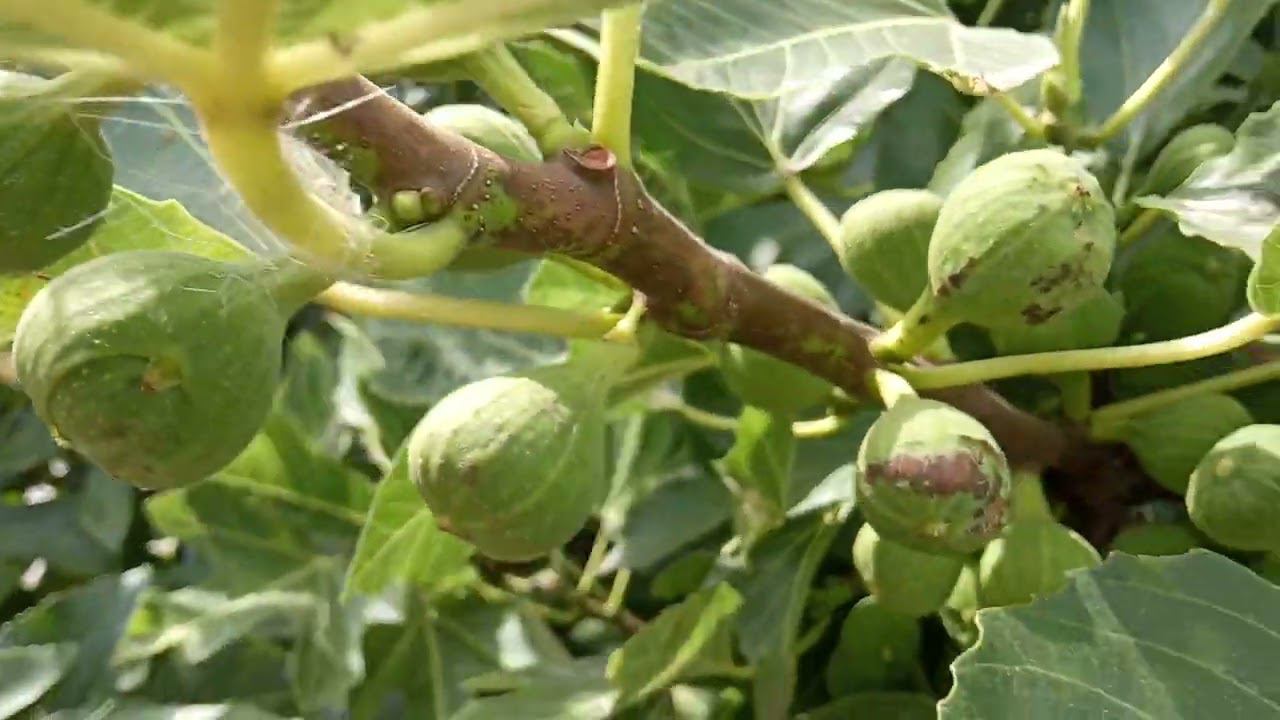 Лучшие сорта инжира. Саженцы черенки инжира. Черный Принц, Фиолетовый, Белый, Гибрид Кадоты. смотреть онлайн