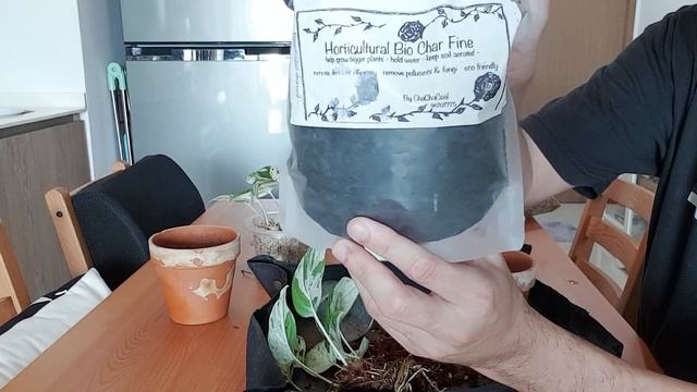 Life Of A Plant  - Epipremnum Pinnatum 'Marble King' (2.5 Months Update, Propagation And Repotting)