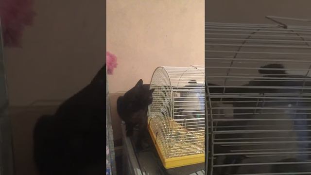 Кот Пума знакомится с Голубем с Сломанным Крылом смотреть онлайн