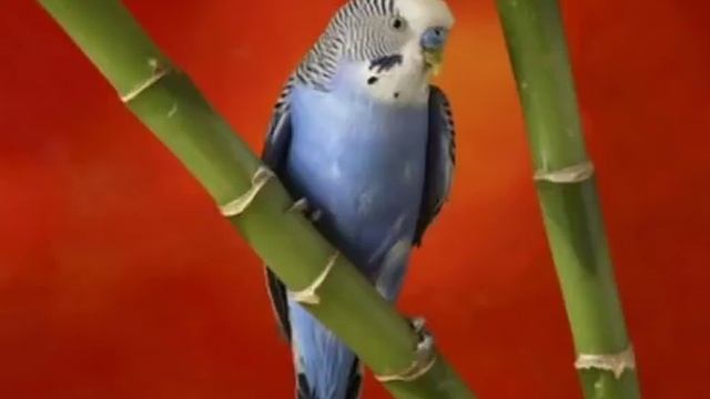 Пение волнистых попугаев смотреть онлайн