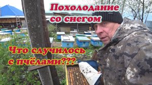 КАК СИЛЬНО ВЛИЯЕТ ПОХОЛОДАНИЕ, КОГДА ПЧЁЛКИ ПО ПОЛНОЙ ОТРАБОТАЛИ НА ПЕРВОЦВЕТАХ.