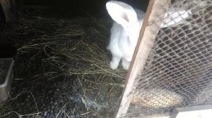 Азитромицин от соплей, насморка, ринита у кроликов. 12.01.2020.