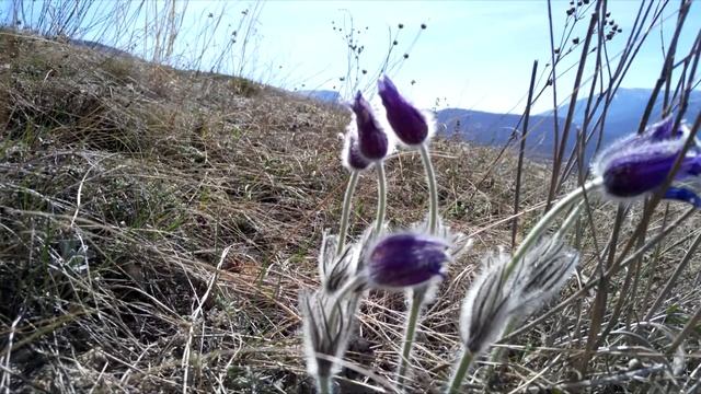 Интересные места и растения Крыма 12 смотреть онлайн