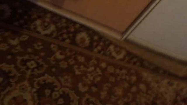 Fox tv как обучить собаку команде (лежать ) смотреть онлайн