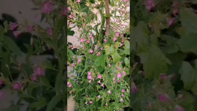 Дача в Германии!ЦВЕТЫ ВЕСНОЙ ! Что цветёт!❤️❤️❤️ смотреть онлайн