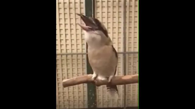 Как поёт Кукабарра смотреть онлайн